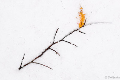 Fernleaf Beech Leaf In Snow