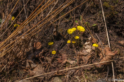 Coltsfoot By the Creek