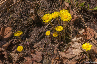 Coltsfoot and Maple Leaves