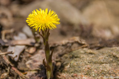Coltsfoot 