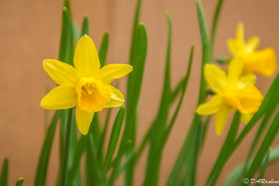 Jennifer's Daffodils
