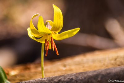 Trout Lily I