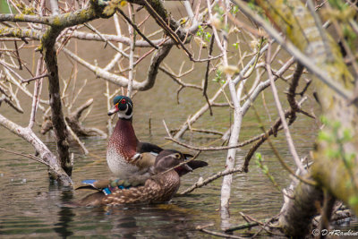 Wood Ducks on Grenadier Pond