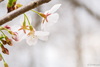Sakura Cherry Blossoms I