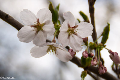 Sakura Cherry Blossoms II