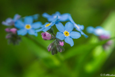 Forget-Me-Not