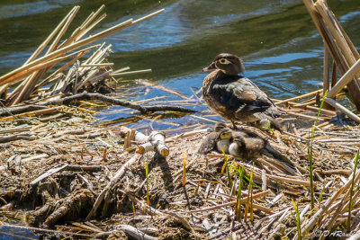 Wood Duck and Ducklings I