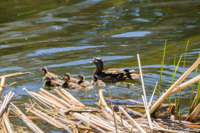 Wood Duck and Ducklings II