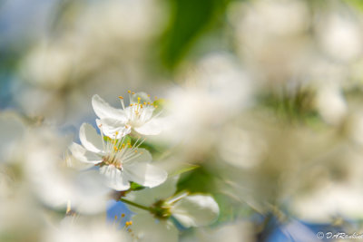 Apple Blossoms