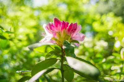 Rhododendrons III