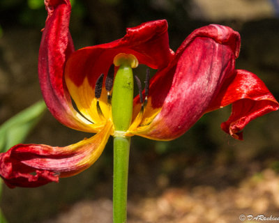 Tulip