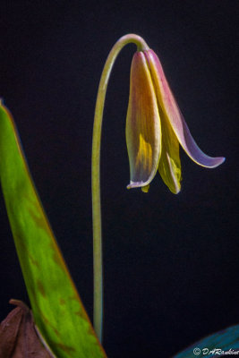 Trout Lily