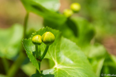 Budding Marsh Marigold