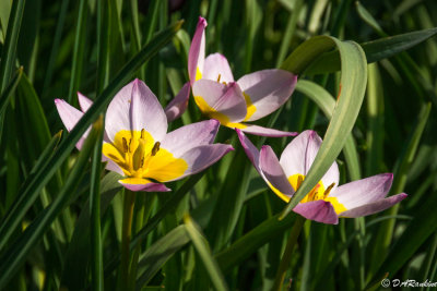 Candia Tulips