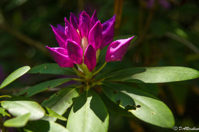 Rhododendron Buds
