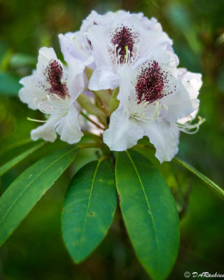 Rhododendron