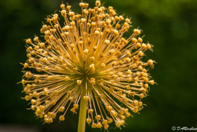 Wild Onion