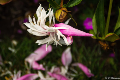 Peony and Fallen Petals