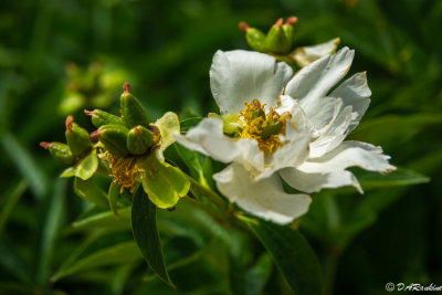 Peonies in Transition