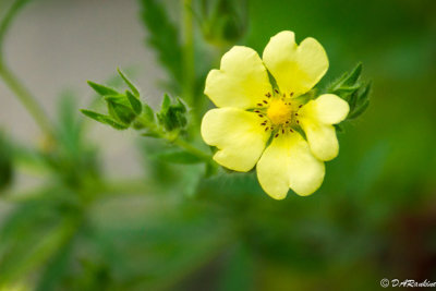 Shrubby Cinqfoil I