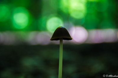 Mushroom On the Forest Floor