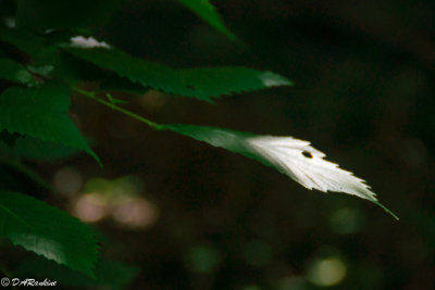 Sunlight On Leaf
