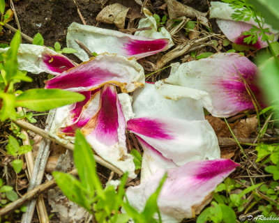 When the petals fall I