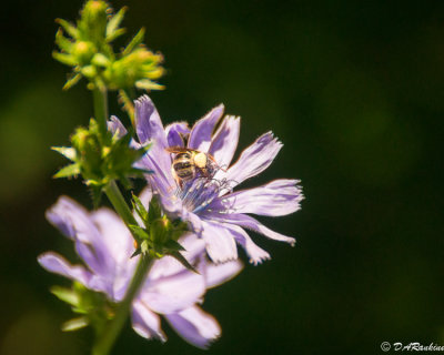 Chickory and Bee