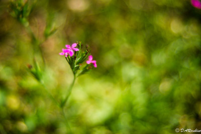 Deptford Pink in Grass