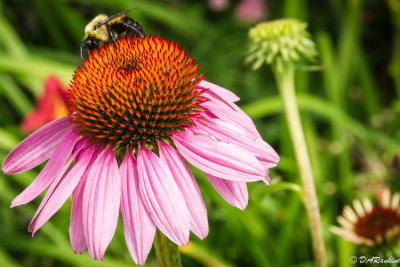 Bee and Purple Coneflower