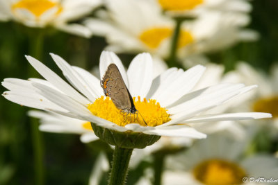 Daisy and Butterfly