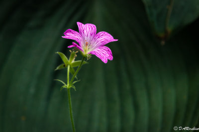 Geranium