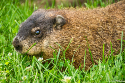 Groundhog In Garden