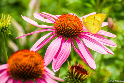 Purple Coneflower and Butterfly