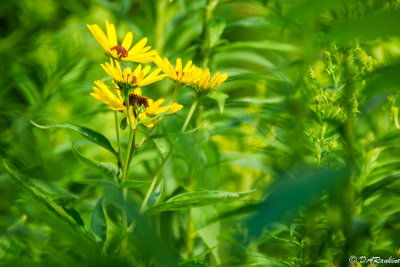 Sunflower in Morning Wind