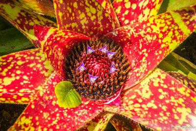 Bromeliad With Leaf