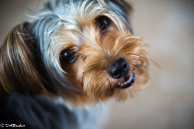 A Sharp Nose