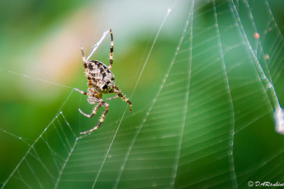 Spider before falling from its web