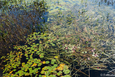 Reeds and Lilies II