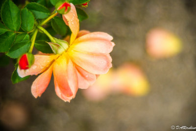 When Petals Fall III