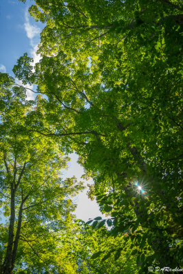 Sunlight in the Trees