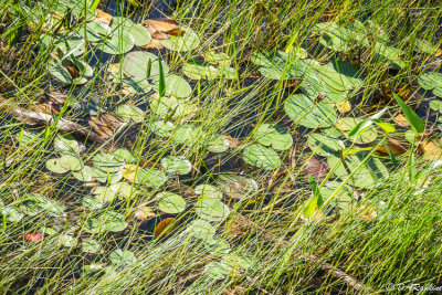 Waterlilies Among the Reeds