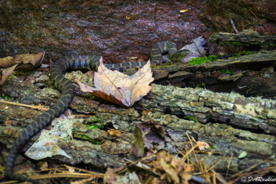 Maple Leaf and Northern Watersnake 