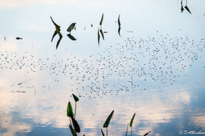 Water Beetles