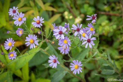 Autumn's Asters