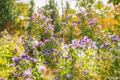 Asters in Mid-Morning Sun