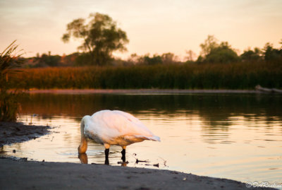 Swan At Morning Time I