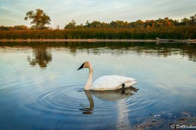 Swan At Morning Time II