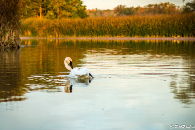 Swan At Morning Time III  