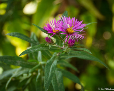 Asters